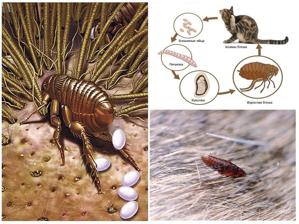 Життєвий цикл комахи