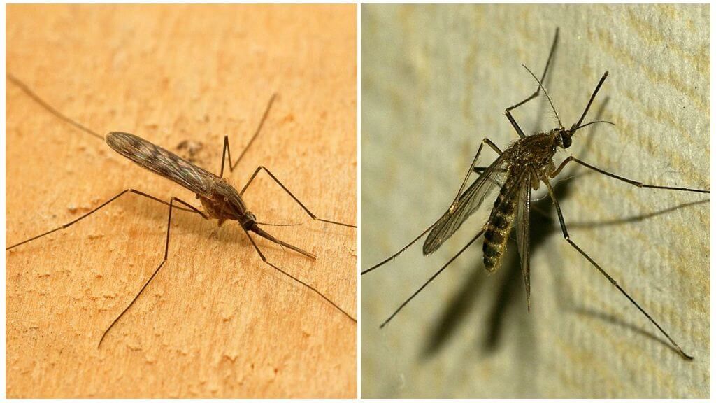 Малярійний комар і комар звичайний