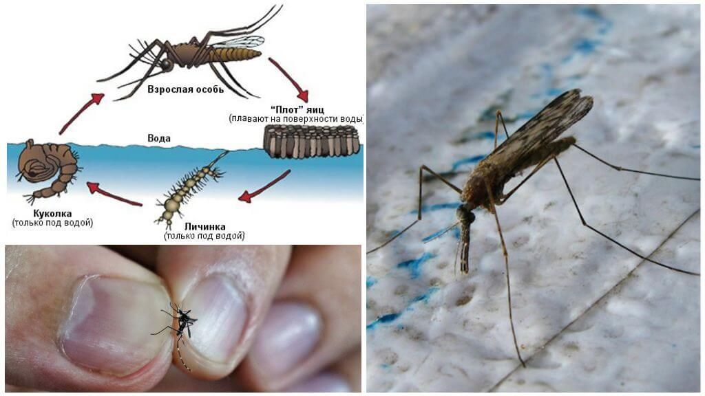 Цикл розмноження комара