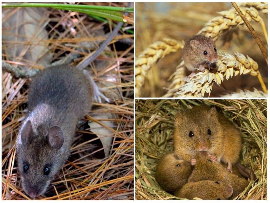 Навколишнє середовище польової миші