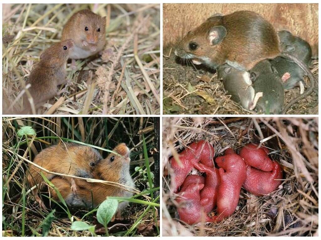 розмноження мишей
