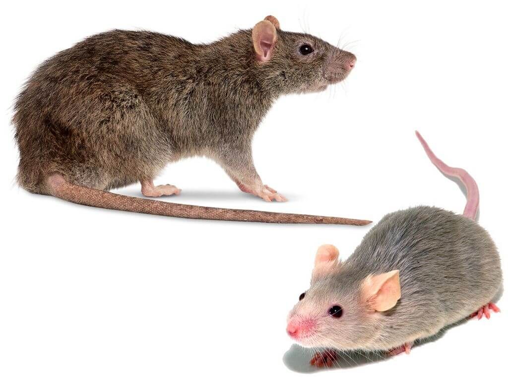 Відмінність миші від щура