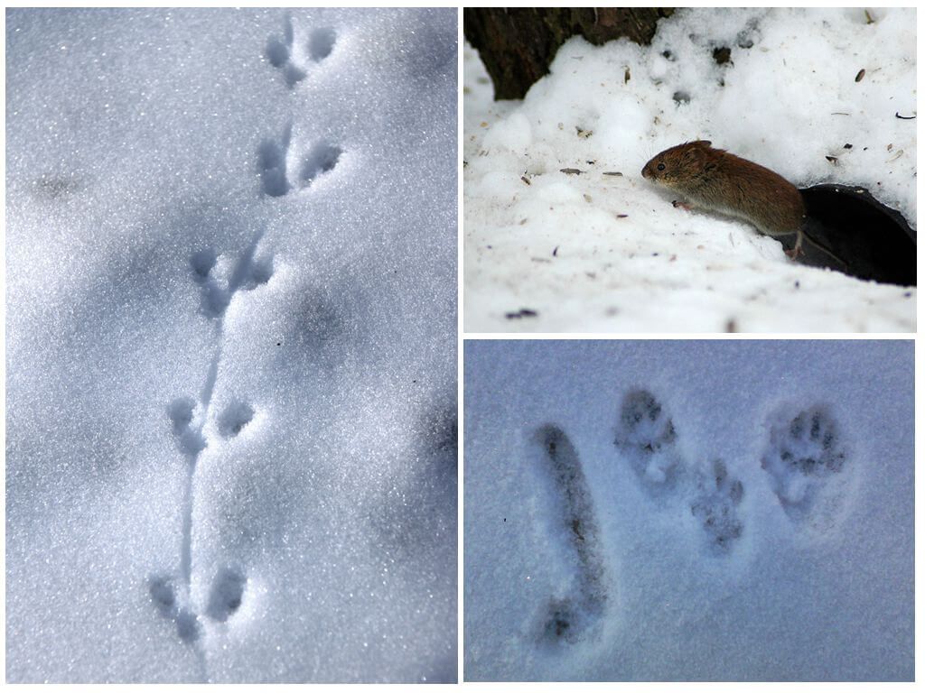 Сліди миші на снігу