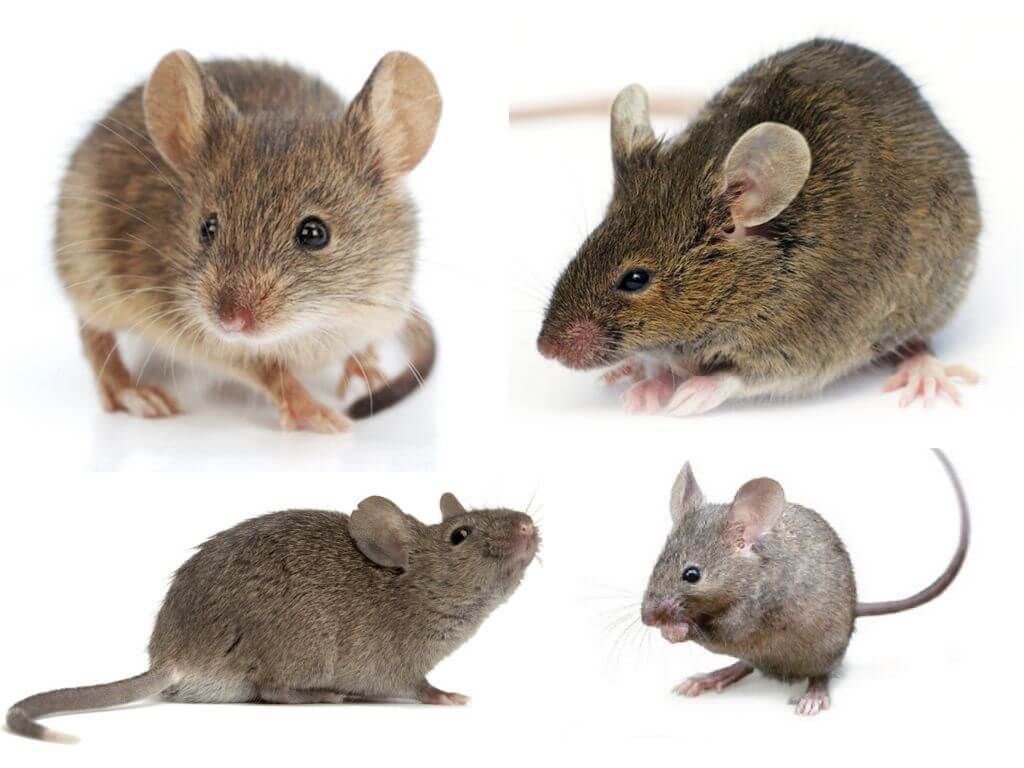 Зовнішній вигляд миші