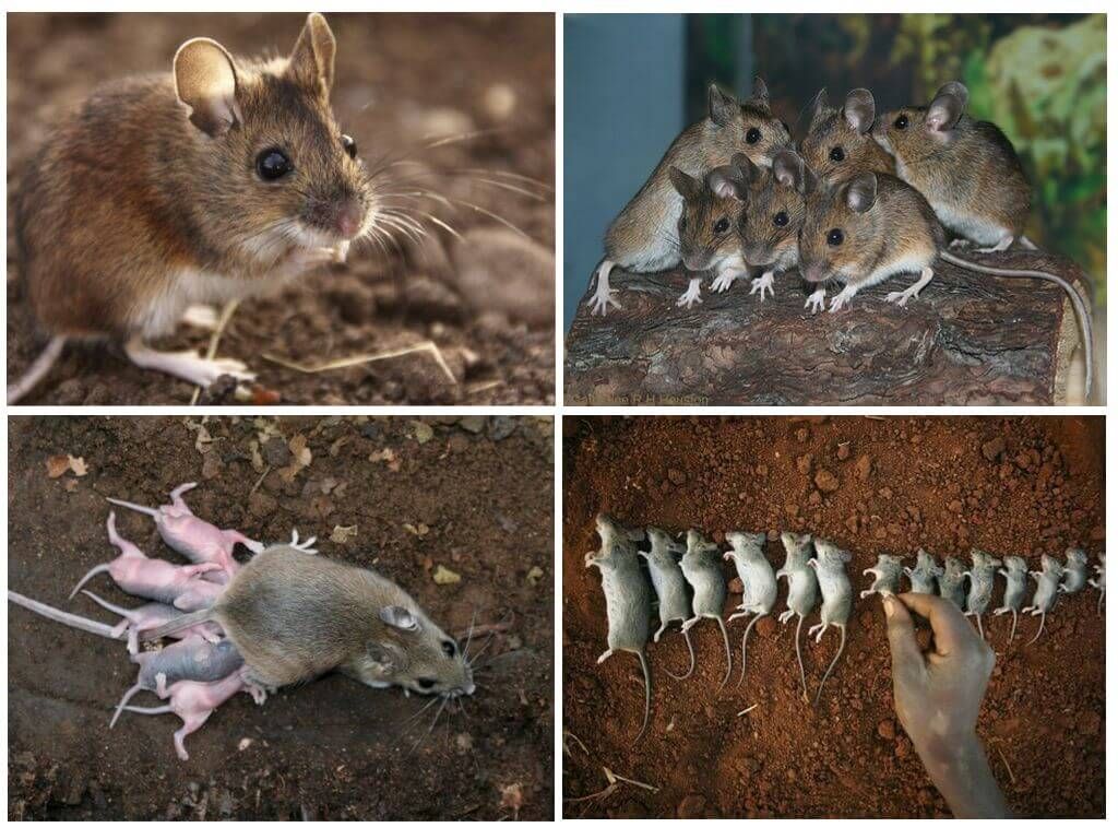 Розмноження земляного пацюка