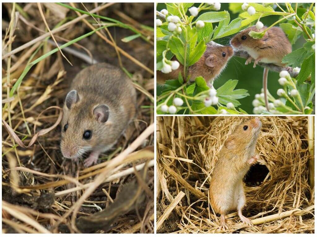 Миші в природі