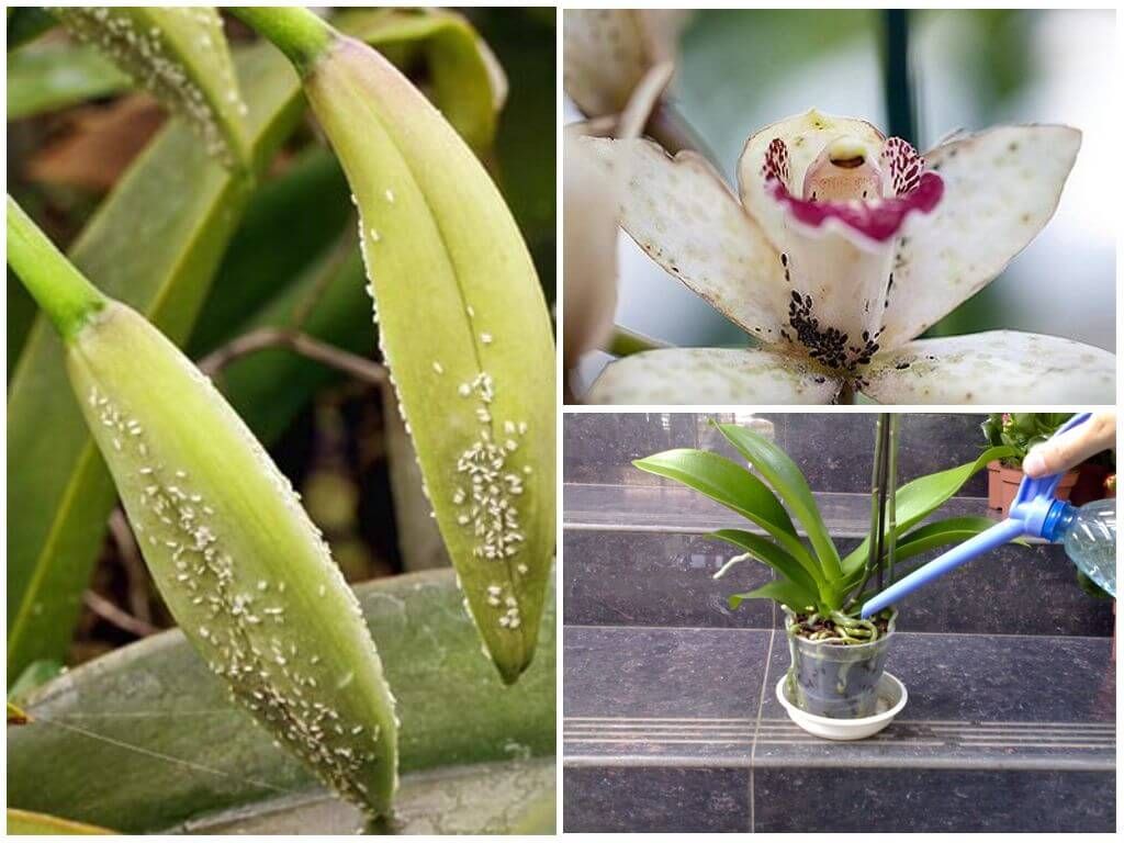 Попелиця на орхідеї