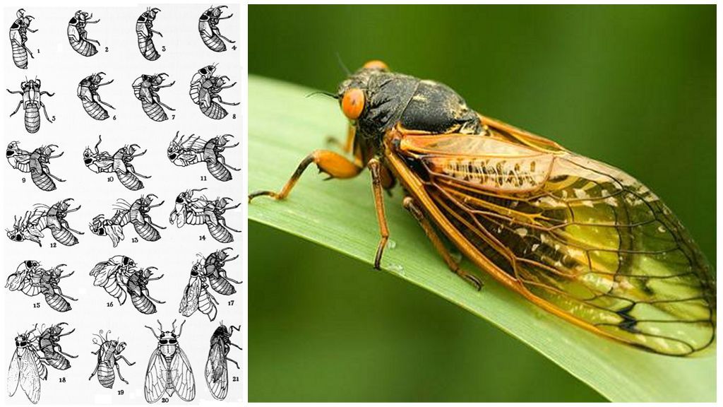 Життєвий цикл цикади