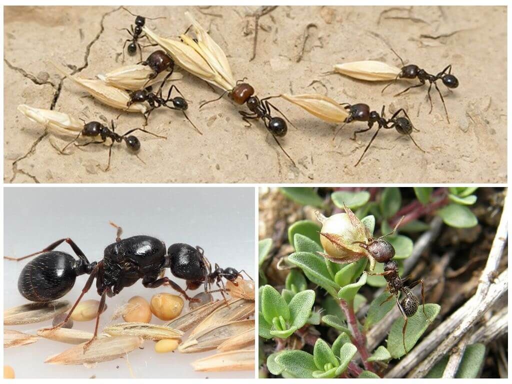 Харчування мурах женців