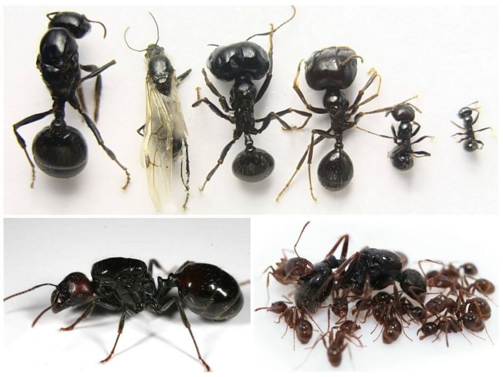мурахи женці