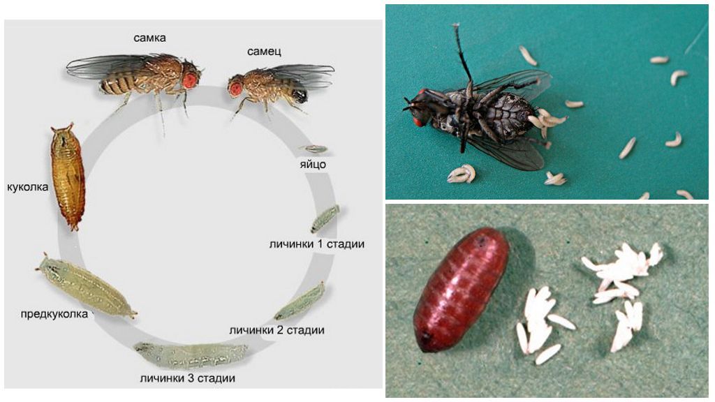 Життєвий цикл вольфартовой мухи