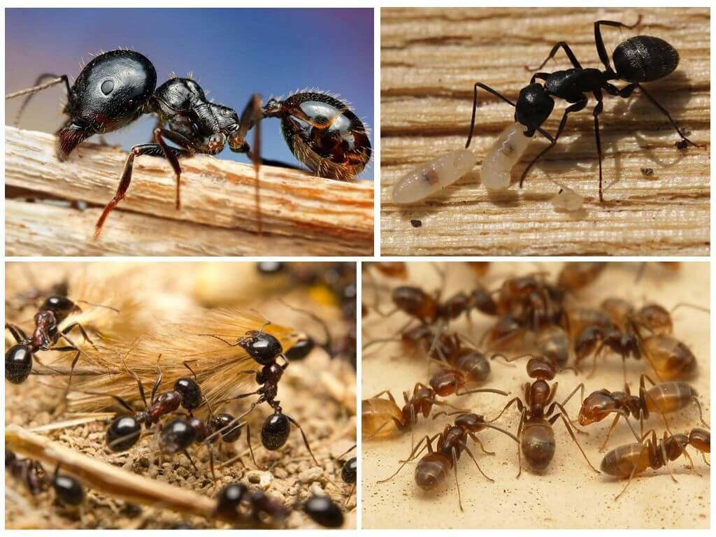 робочі мурахи