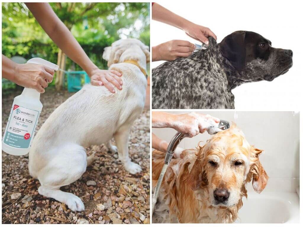 Обробка собак від бліх
