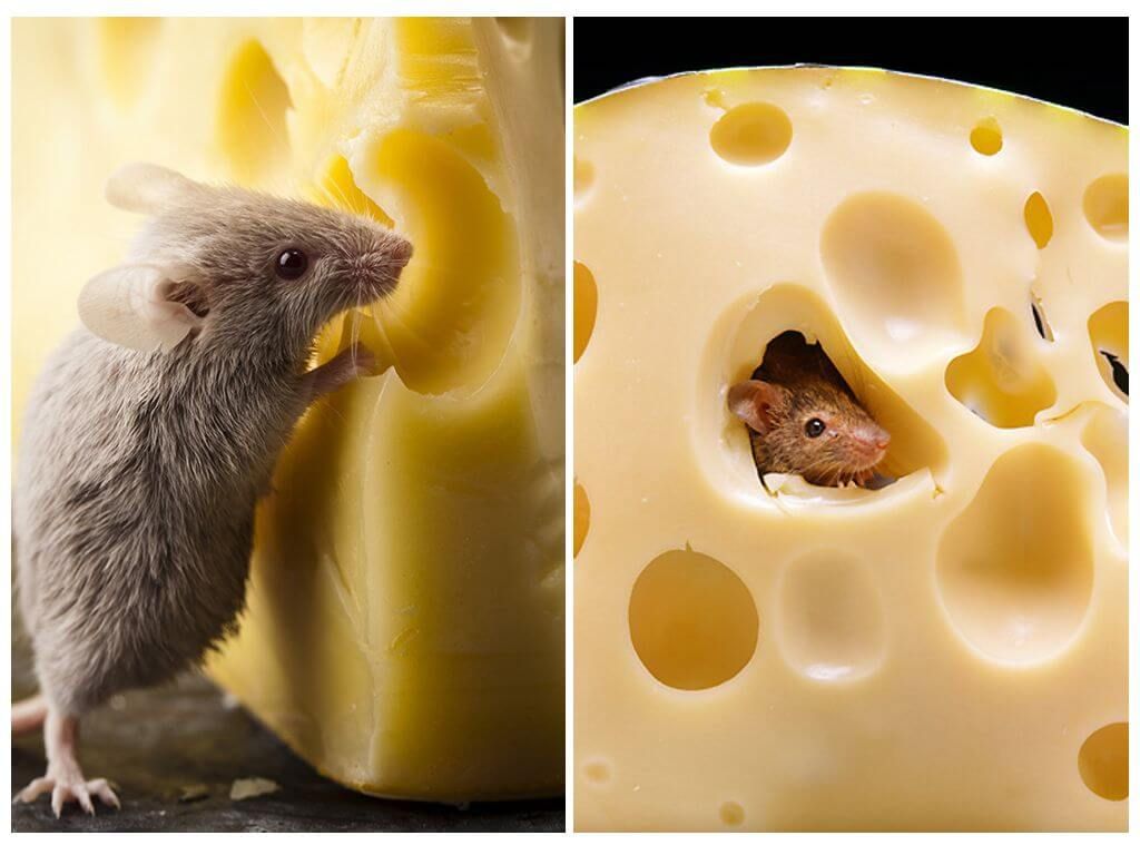 Миші і сир