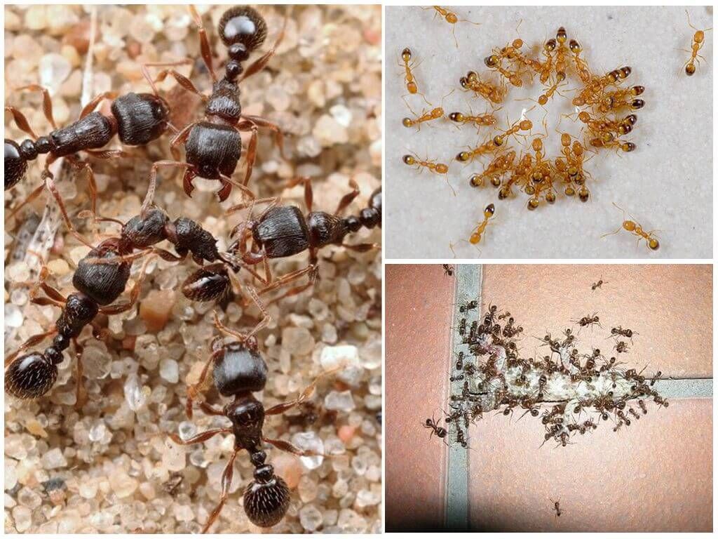 Домашні мурахи