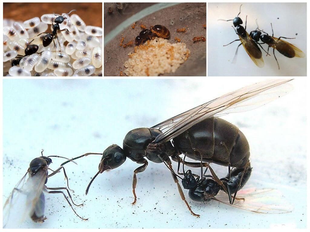 розмноження мурах