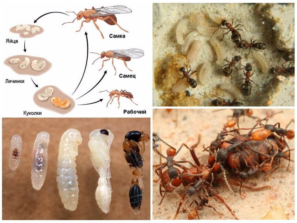 Стадії розвитку мурахи