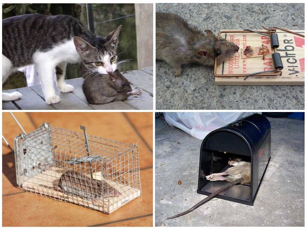 Способи боротьби з пацюками