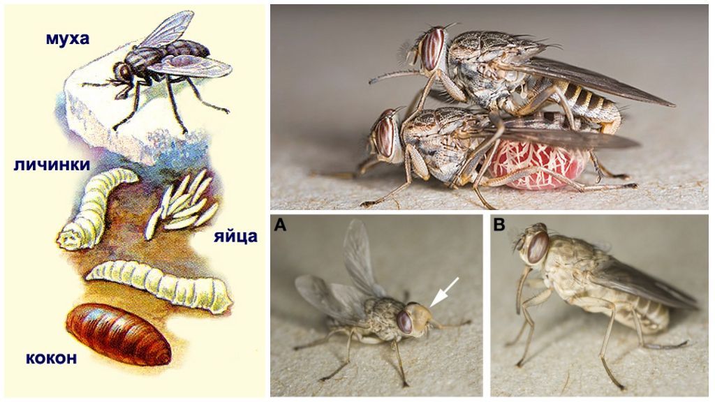 Життєвий цикл мухи цеце