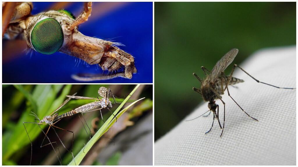 розмноження комара