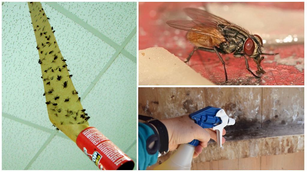 Механічні прийоми боротьби з мухами