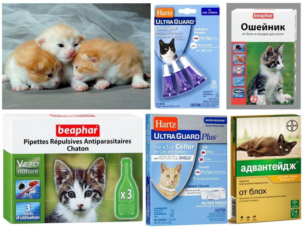 Протипаразитарні препарати для кошенят