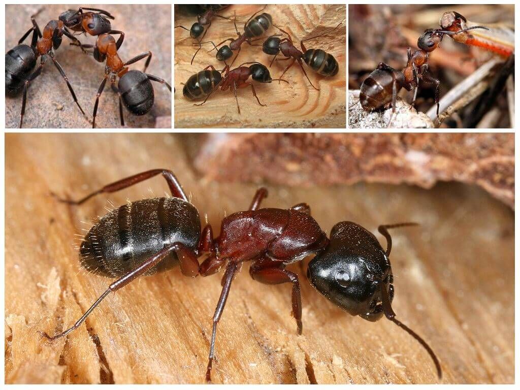 Червоногруді мурахи деревоточці