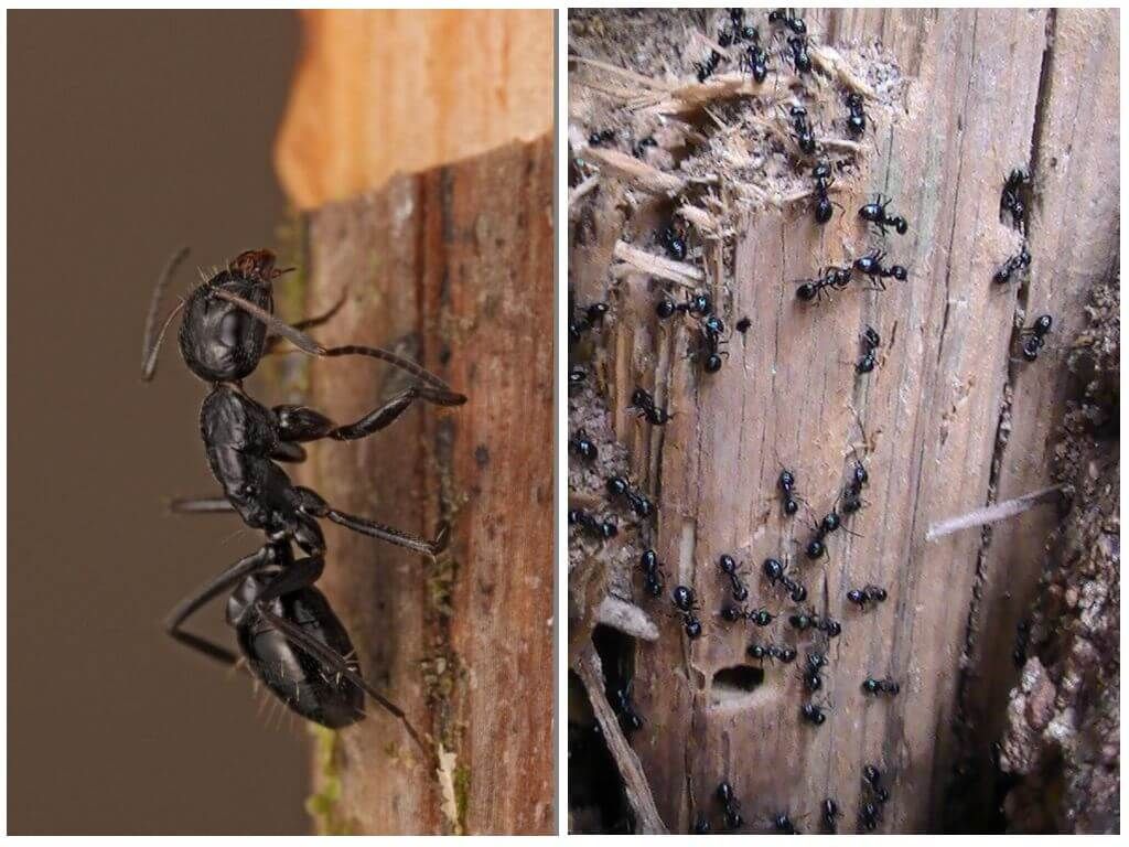Пахучі мурахи деревоточці