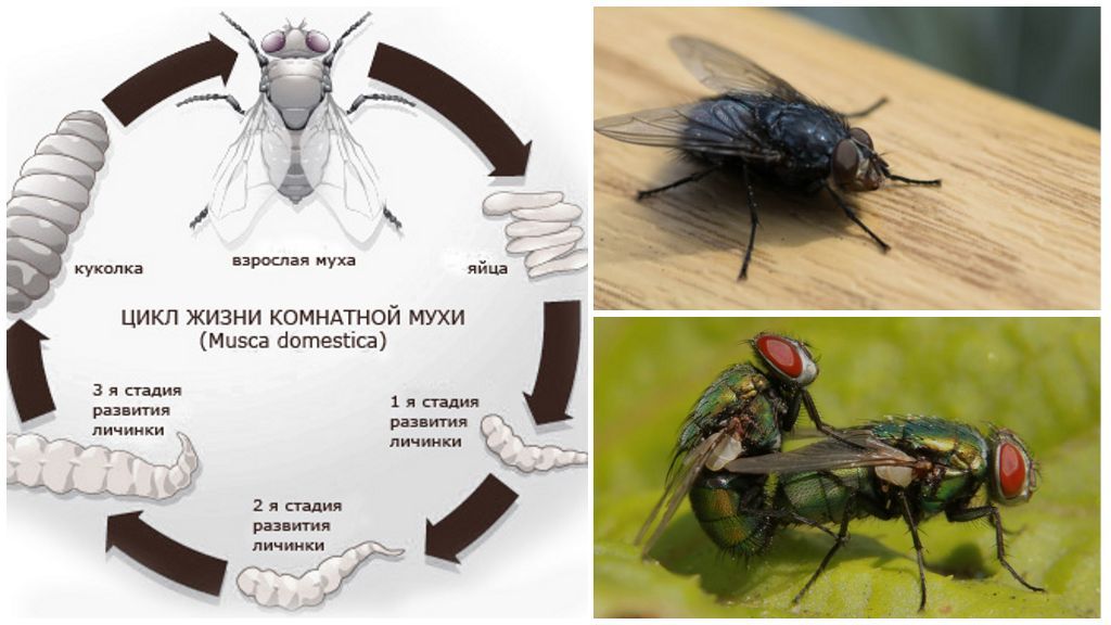 Цикл розмноження мухи
