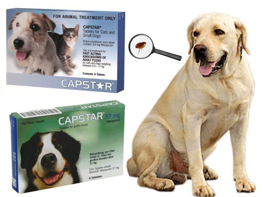 Жувальні таблетки для кішок і собак Capstar