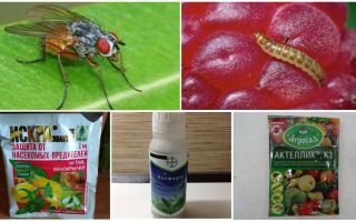 Методи боротьби з малиновою стебловий мухою