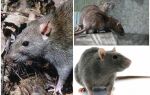 Сірі пацюки – фото і опис