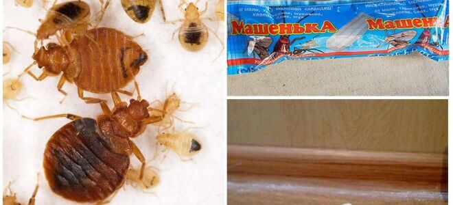 Крейда Машенька від клопів – відгуки, інструкція із застосування, ціна