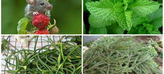 Як позбутися мишей на дачі і городі