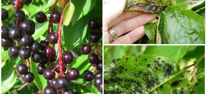 Як боротися з попелицею на черемшині