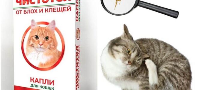 Краплі Чистотіл для кішок від бліх і кліщів – інструкція із застосування, відгуки