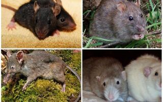 Види щурів – фото і опис