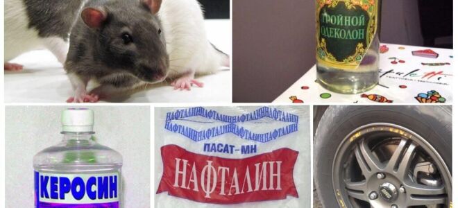 Чого бояться щури і миші