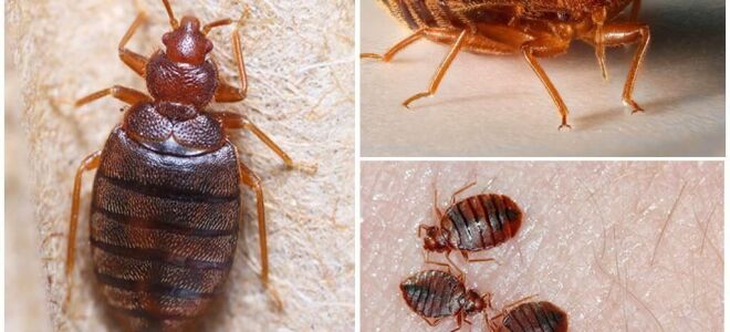 Як виглядають домашні клопи – фото і опис