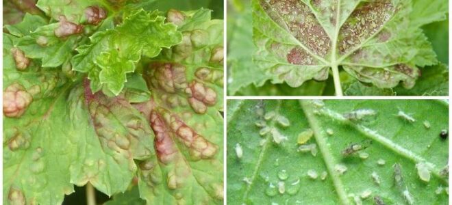 Галова тля на червоній смородині, заходи боротьби