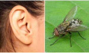 Що робити, якщо у вухо залетіла муха?
