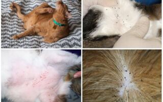 Як вивести бліх у кішок і котів в домашніх умовах