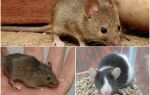 Хатня миша – фото і опис
