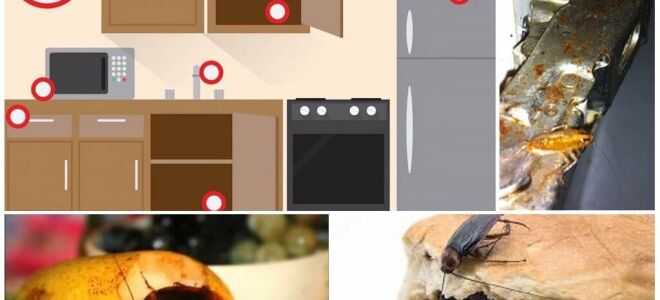 Де живуть таргани в квартирі