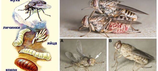 Муха цеце: фото і опис