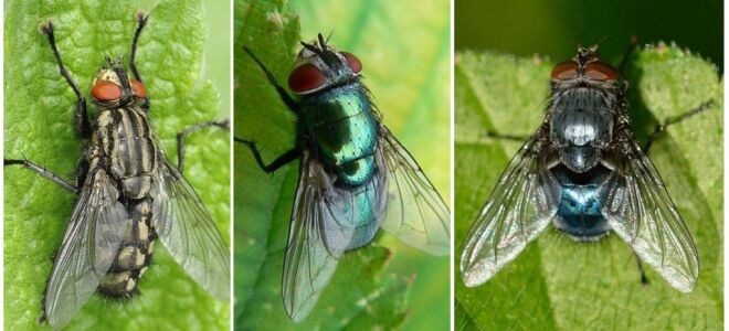 Синя муха: фото і опис