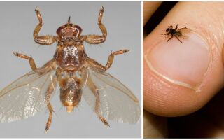 Лосина муха: фото, опис, чим небезпечна