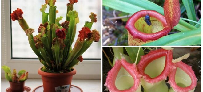 Квітка, який їсть мух: назва, фото і опис