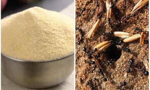 Манка від мурах – відгуки та інструкція
