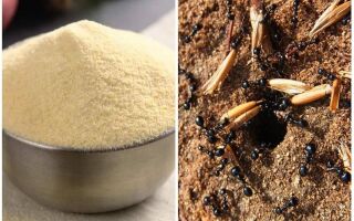 Манка від мурах – відгуки та інструкція